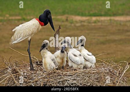 Jabiru (Jabiru mycteria) avec des jeunes dans le nid, Pantanal (Ephippiorhynchus mycteria), Brésil Banque D'Images