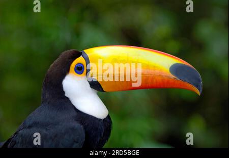 Toco toucan (Ramphastos toco), Pantanal, page, profil, Brésil Banque D'Images