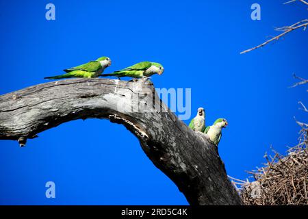 Monk Parakeets (Myiopsitta monachus), Pantanal, Brésil Banque D'Images