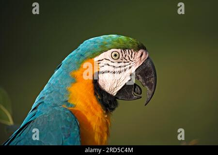 Macaw bleu et jaune (Ara ararauna), Pantanal, Brésil, côté, profil Banque D'Images