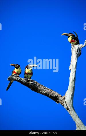 Aracaris aux oreilles marrons (Pteroglossus castanotis), Pantanal, arassari aux oreilles brunes, Brésil Banque D'Images