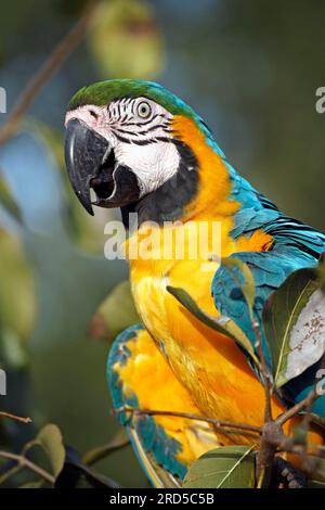 Macas bleu et jaune (Ara ararauna), Pantanal, Brésil Banque D'Images