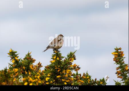 Commun linnet 'Carduelis cannabina' perché sur la branche de gorse. Oiseau coloré avec front et poitrine rouge rose. North Bull Island, Dublin, Irlande Banque D'Images