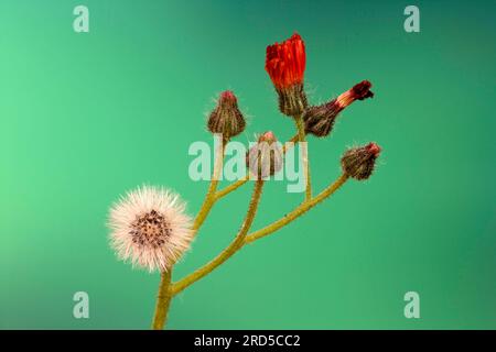 Renards oranges et oursons (Hieracium aurantiacum), Allemagne Banque D'Images