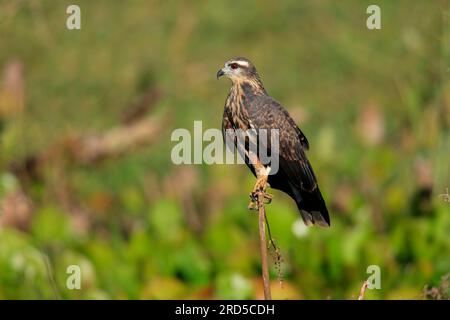 Cerf-volant d'escargot (Rostrhamus sociabilis), femelle, Pantanal, Brésil, Everglade Kite, Amérique du Sud Banque D'Images