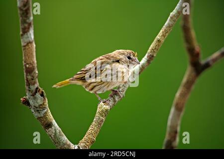 Fingeron safran (Sicalis flaveola), femelle, Pantanal, Brésil, Side, Amérique du Sud Banque D'Images