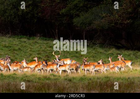 Cerf de jachère (Dama Dama), cerf avec troupeau Banque D'Images