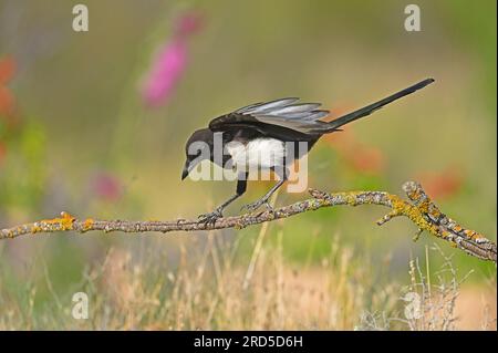 La jeune Magpie eurasienne examine la branche sur laquelle elle a atterri. Banque D'Images