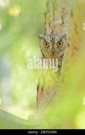 Le hibou se cacha derrière l'arbre. La chouette des Scops eurasiens est cachée derrière un arbre. Banque D'Images