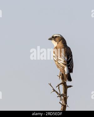 Sparrow Weaver à brun blanc perché sur une branche Banque D'Images