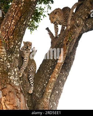 Mère et fille léopards dans un arbre en interaction Banque D'Images