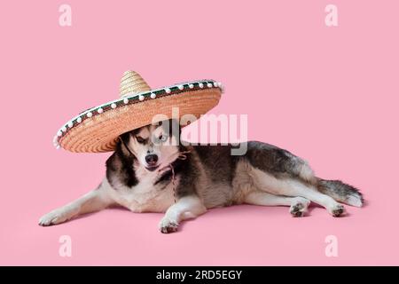 Mignon chien Husky dans le chapeau sombrero sur fond rose Banque D'Images