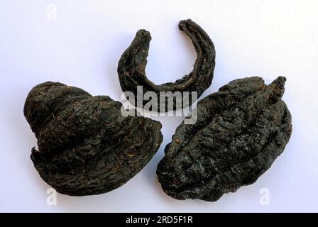 MALABAR Tamarin (Garcinia gummi-gutta) (Garcinia cambogia) baies brissées kudampuli-le tamarin au poisson-curry, Kerala, Inde du Sud, Inde, Asie Banque D'Images