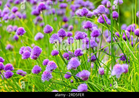 Fleurs de ciboulette commune 'Allium schoenoprasum' fleurissant en été. Têtes de fleurs comestibles violettes roses sur herbe d'oignon. Dublin, Irlande Banque D'Images