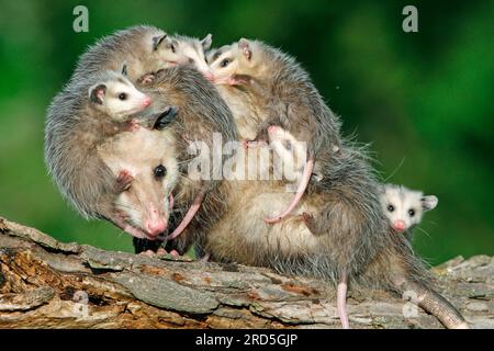 Opossum nord-américain avec jeunes, Minnesota, USA (Didelphis marsupialis virginiana), opossum du Nord Banque D'Images