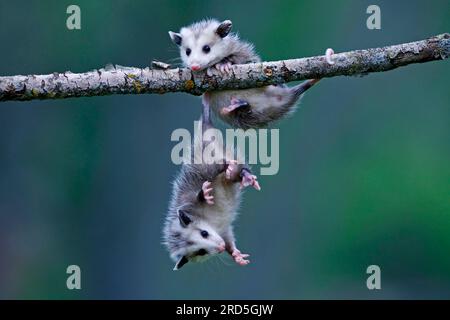 Opossums nord-américains, youngs, Minnesota, USA (Didelphis marsupialis virginiana), opossum du Nord Banque D'Images