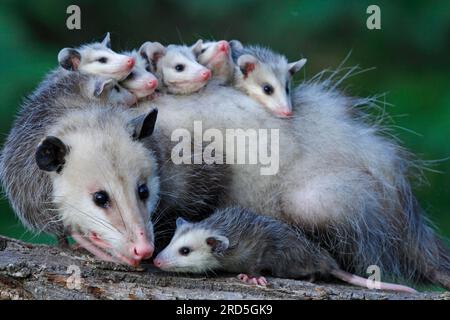 Opossum nord-américain avec jeunes, Minnesota, USA (Didelphis marsupialis virginiana), opossum du Nord Banque D'Images