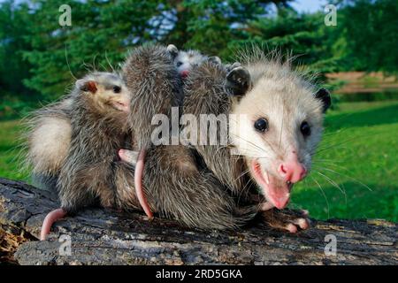 Opossum nord-américain avec jeunes, Minnesota, USA (Didelphis marsupialis virginiana), opossum du Nord Banque D'Images