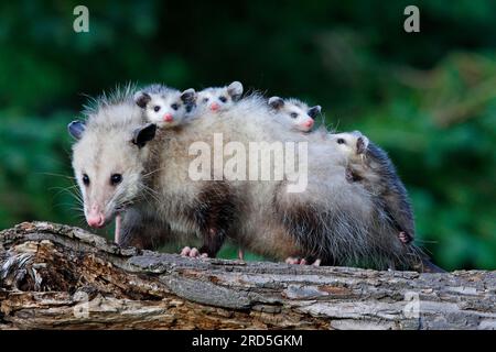 Opossum nord-américain avec jeunes, Minnesota, USA (Didelphis marsupialis virginiana), opossum du Nord Banque D'Images