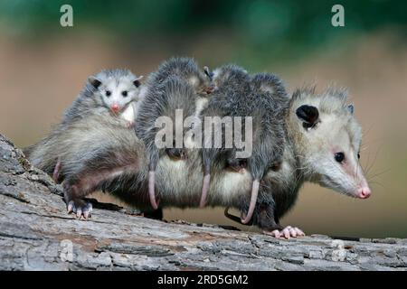 Opossum nord-américain avec jeunes, Minnesota, USA (Didelphis marsupialis virginiana), opossum du Nord Banque D'Images