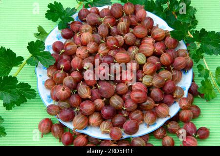 Groseilles à maquereau (Ribes uva-crispa) sur assiette Banque D'Images