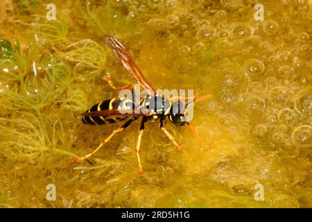 Guêpe allemande (Vespula germanica) (Paravespula germanica), Allemagne Banque D'Images