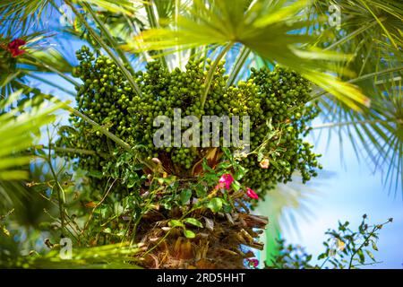 Date palm, with small ripening green fruits. Stock Photo