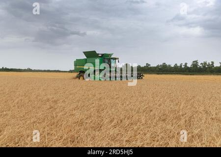 Barholm, Lincolnshire, Royaume-Uni. 18 juillet 2023 esquiver les tempêtes de pluie Henry Hirst Farms récolte l'orge d'hiver LG Mountain à 17% d'humidité près de Barholm, Lincolnshire, de fortes pluies ont continué à entraver la récolte dans les East Midlands Credit : Tim Scrivener/Alamy Live News Banque D'Images