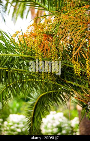 Date palm, with small ripening green fruits. Stock Photo