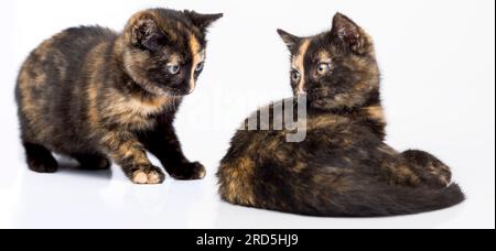 Deux chats jumeaux identiques se regardant l'un l'autre. Ils prennent grand soin avant de jouer. Chatons bien-aimés sur un fond blanc. Banque D'Images