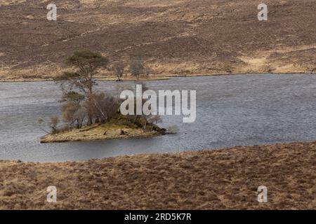 Petite île dans un loch avec des arbres qui poussent. Le loch est entouré de bruyères à croissance lente Banque D'Images