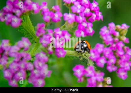 Coccinelle mangeant des pucerons, Horniman Gardens, Londres, Royaume-Uni Banque D'Images