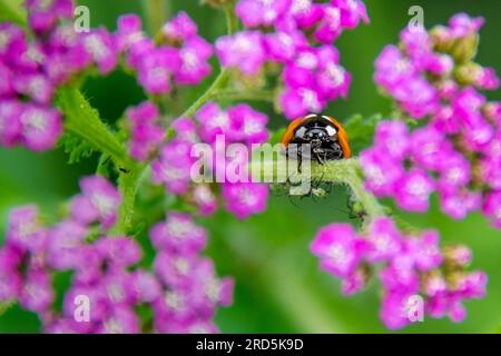 Coccinelle mangeant des pucerons, Horniman Gardens, Londres, Royaume-Uni Banque D'Images