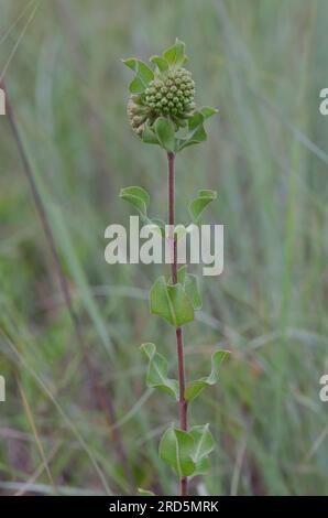 Comète verte, de l'ASCLÉPIADE (Asclepias viridiflora Banque D'Images