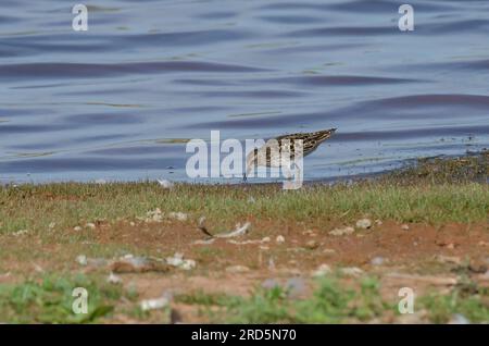 Le moins Sandpiper, Calidris minutilla, fourrager Banque D'Images