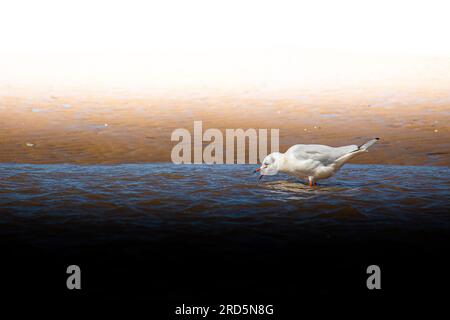 J'ai essayé une approche plus stylisée avec cette photo d'une mouette buvant de l'eau de la mer peu profonde Banque D'Images