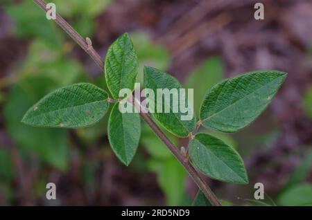 Ticktrefoil, Desmodium sp., tige et feuilles Banque D'Images