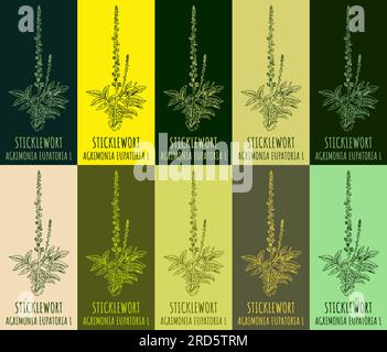 Ensemble de dessin vectoriel STICKLEWORT en différentes couleurs. Illustration dessinée à la main. Le nom latin est AGRIMONIA EUPATORIA L. Illustration de Vecteur