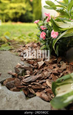 Fleurs paillées avec des copeaux d'écorce dans le jardin, gros plan Banque D'Images