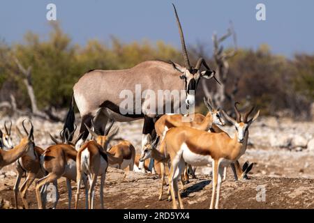 Antilope Gemsbok ou Orix avec une corne déformée au trou d'eau de Goas, parc national d'Etosha, Namibie Banque D'Images