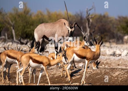 Antilope Gemsbok ou Orix avec une corne déformée au trou d'eau de Goas, parc national d'Etosha, Namibie Banque D'Images