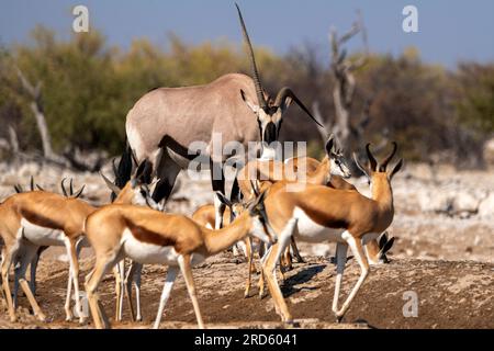 Antilope Gemsbok ou Orix avec une corne déformée au trou d'eau de Goas, parc national d'Etosha, Namibie Banque D'Images