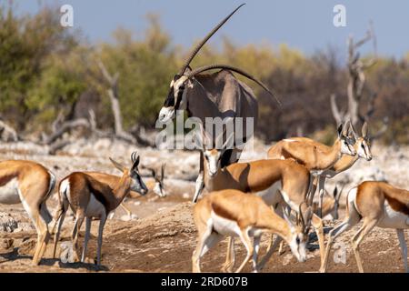 Antilope Gemsbok ou Orix avec une corne déformée au trou d'eau de Goas, parc national d'Etosha, Namibie Banque D'Images