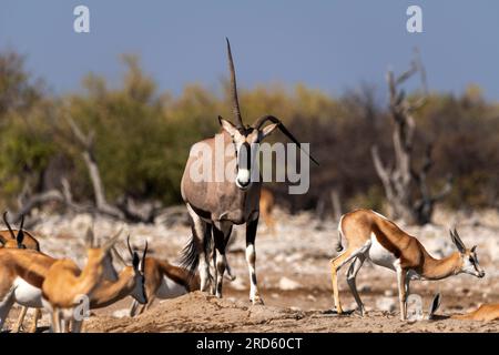 Antilope Gemsbok ou Orix avec une corne déformée au trou d'eau de Goas, parc national d'Etosha, Namibie Banque D'Images