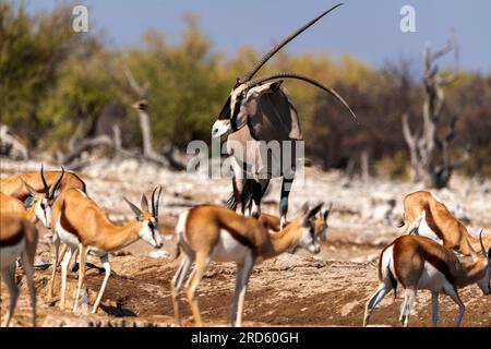 Antilope Gemsbok ou Orix avec une corne déformée au trou d'eau de Goas, parc national d'Etosha, Namibie Banque D'Images