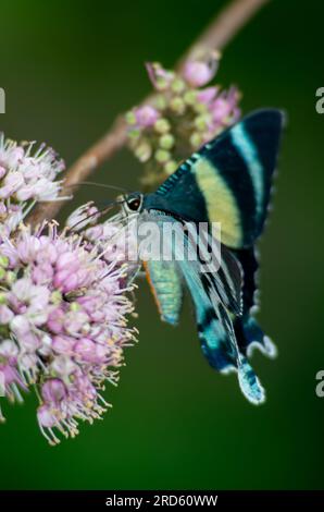 Zodiac Moth, Alcides Metaurus, Day Flying Moth, North Queensland Day Moth, se nourrissant de fleurs Evodia. Atherton, Queensland, Australie. Banque D'Images