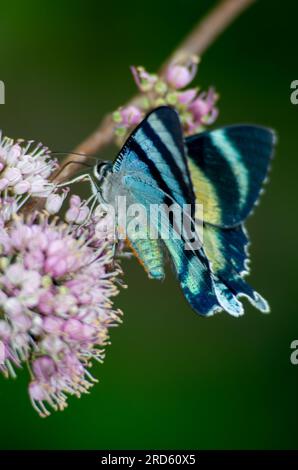 Zodiac Moth, Alcides Metaurus, Day Flying Moth, North Queensland Day Moth, se nourrissant de fleurs Evodia. Atherton, Queensland, Australie. Banque D'Images