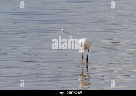 Grand Egret, Ardea alba, proie harcelante Banque D'Images