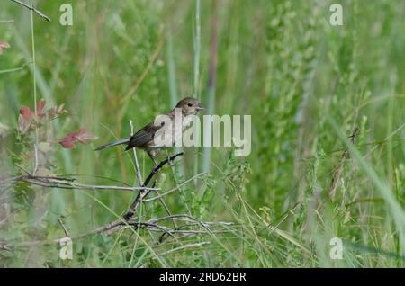 Blue Grosbeak, Passerina caerulea, femelle Banque D'Images