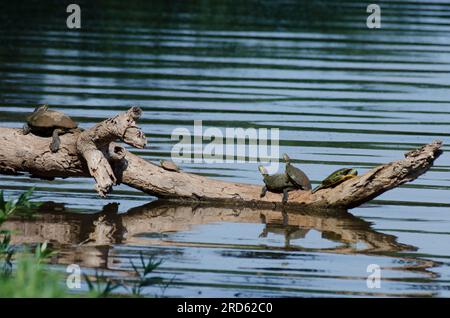 Trachemys scripta elegans et Eastern River Cooter, Pseudemys concinna concinna, se prélassant sur des grumes Banque D'Images